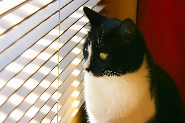 Ciekawy kot — Zdjęcie stockowe