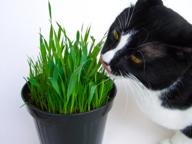 kedi ve kedi otu