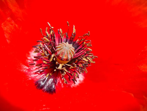 Núcleo Poppy — Fotografia de Stock