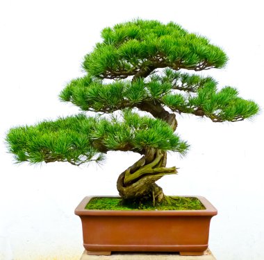Bonsai pine tree clipart