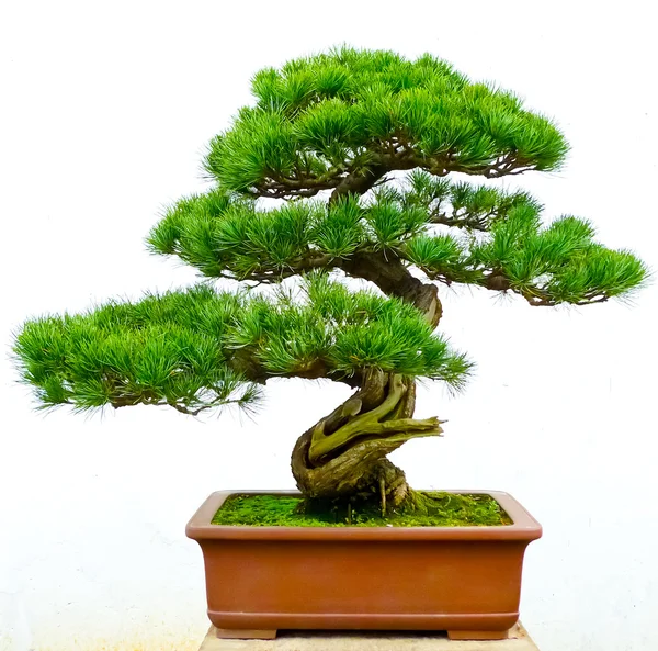 Drzewo sosny Bonsai — Zdjęcie stockowe