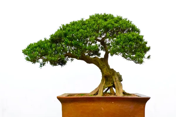 Árvore de Bonsai — Fotografia de Stock