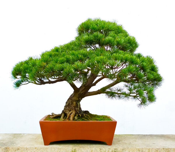 Bonsai pine tree