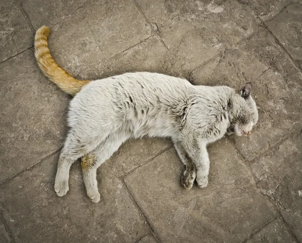 Acayip kedi — Stok fotoğraf