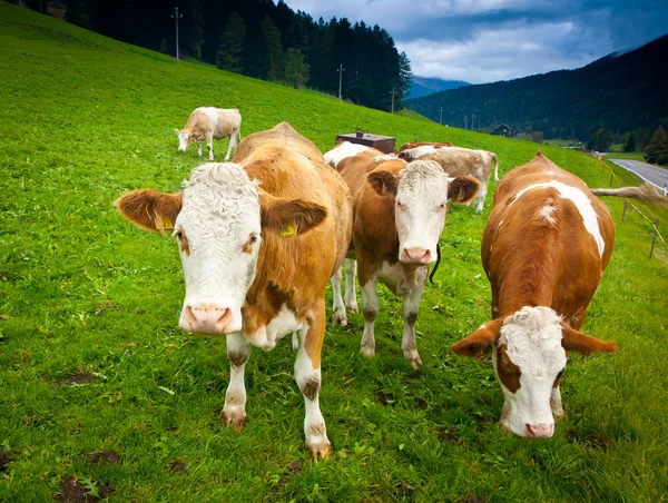 Ayrshire Vacas — Foto de Stock