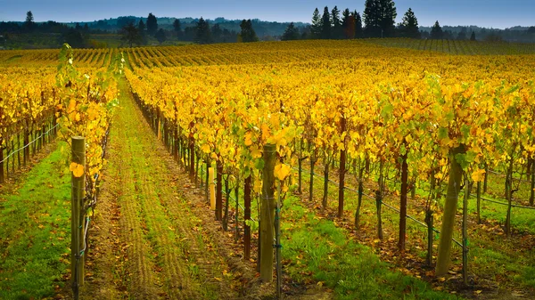 Vineyard in napa Valley — Stock Photo, Image