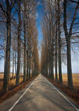 yol ve ağaçlar