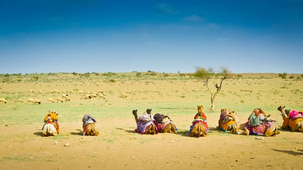 Sitting Camels — Stock Photo, Image