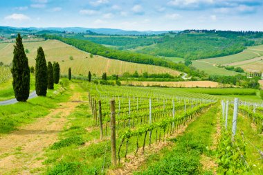 Vineyard tepeler ve selvi