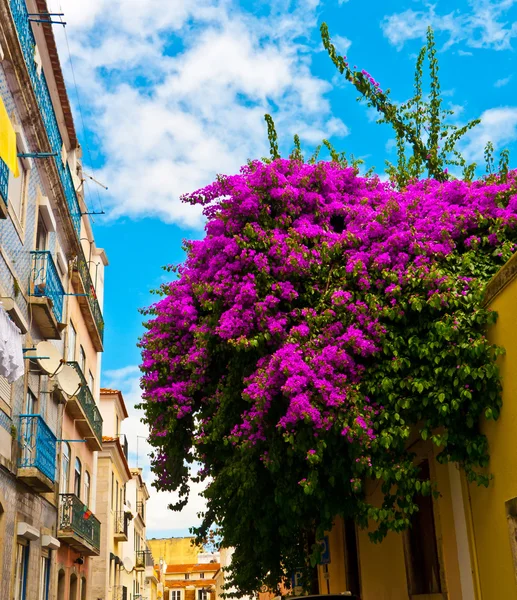 Bouganville v bairro alto — Stock fotografie