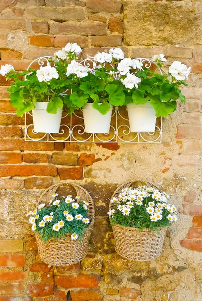 Bloemen op een muur — Stockfoto