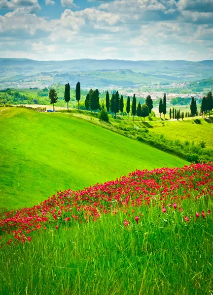 Blomma hill och cypresser — Stockfoto