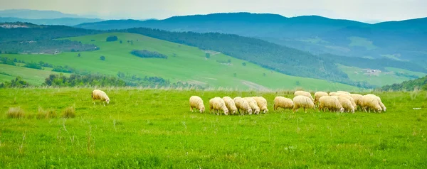 Koyun otlatma — Stok fotoğraf