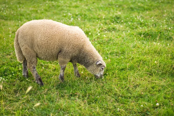 Ovejas en un campo —  Fotos de Stock