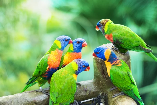 레인 보우 lorikeets — 스톡 사진