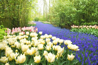 Keukenhof Bahçesi