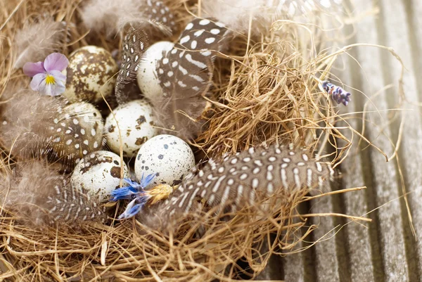 鳥の巣 — ストック写真