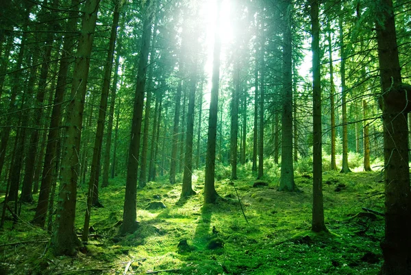 Luz del sol en el bosque — Foto de Stock