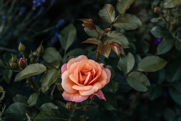 Floribunda Bahçedeki Bir Çiçeğe Güldü — Stok fotoğraf