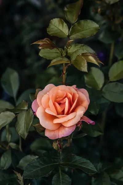Floribunda Rose Aprikola Blüht Einem Garten — Stockfoto