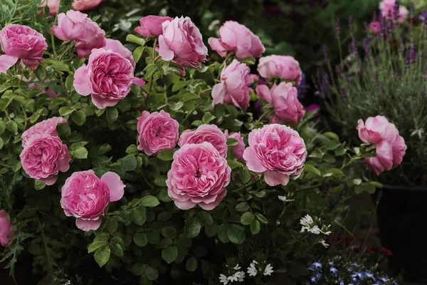 Rózsaszín Rózsa Floribunda Leonardo Vinci Ültetett Pot Nyári Kertben — Stock Fotó