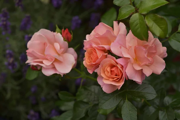 Krásná Floribundská Růže Aprikola Květiny Zahradě — Stock fotografie