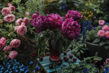 Pink peonies in a vase and cherries at the table in  garden