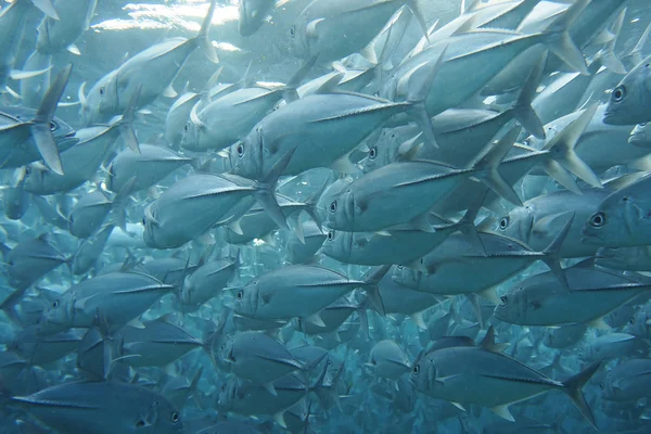 Trevally (Pseudocaranx sarpa)