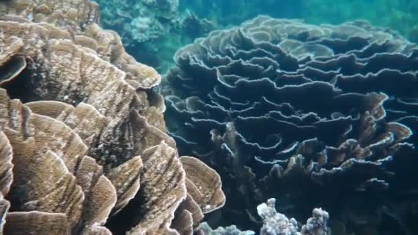 Jardín de coral — Vídeo de stock