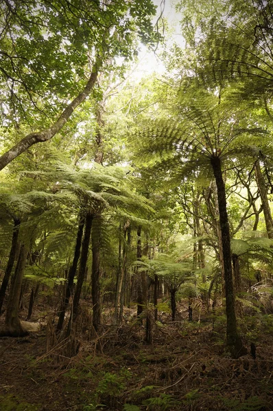 dev ağaç ferns, Yeni Zelanda.