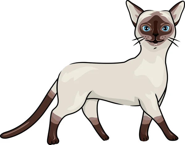 Gatto siamese — Foto Stock