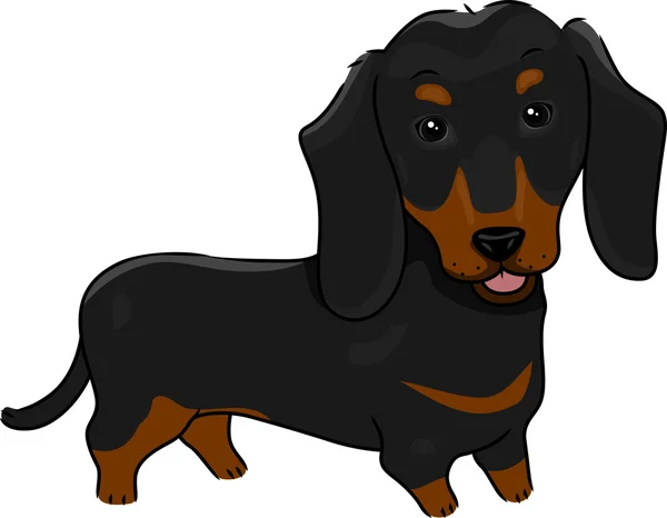 Dachshund — Stock Photo, Image