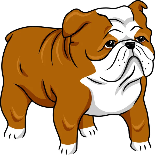 Engelse Bulldog — Stockfoto