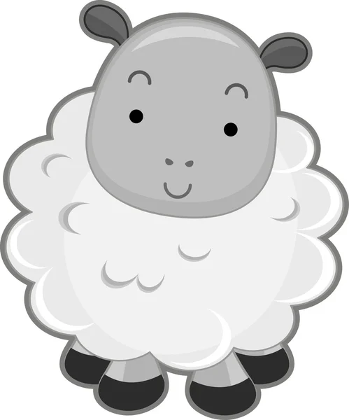 Widok z przodu owiec — Zdjęcie stockowe