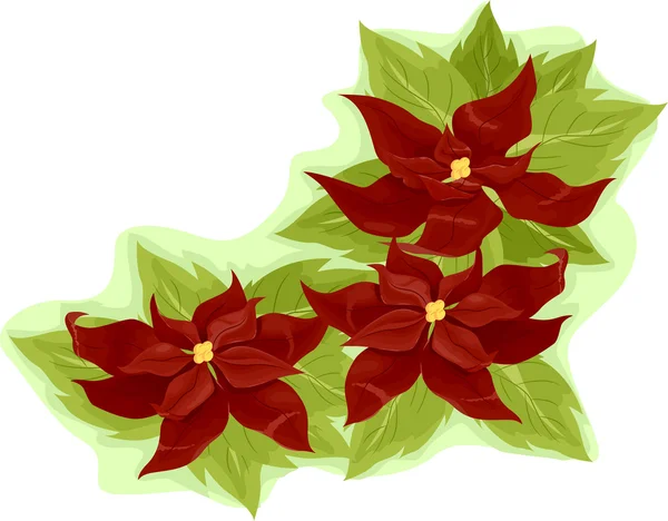 Poinsettia — Stock fotografie