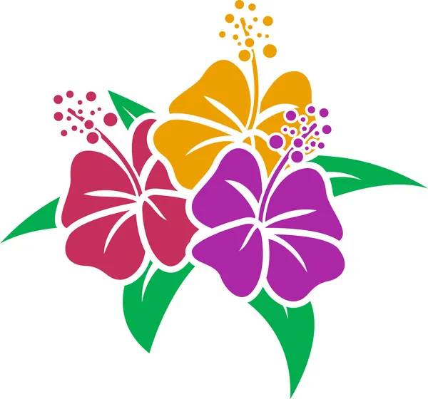 Hibiscus şablon — Stok fotoğraf