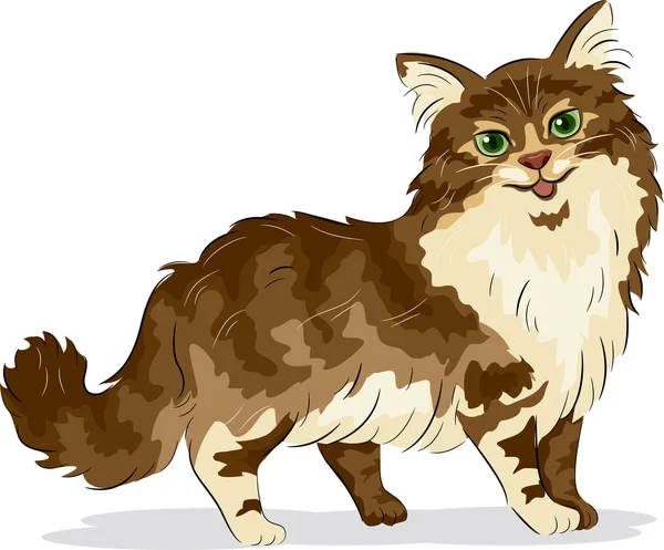 Maine Coon gato — Foto de Stock