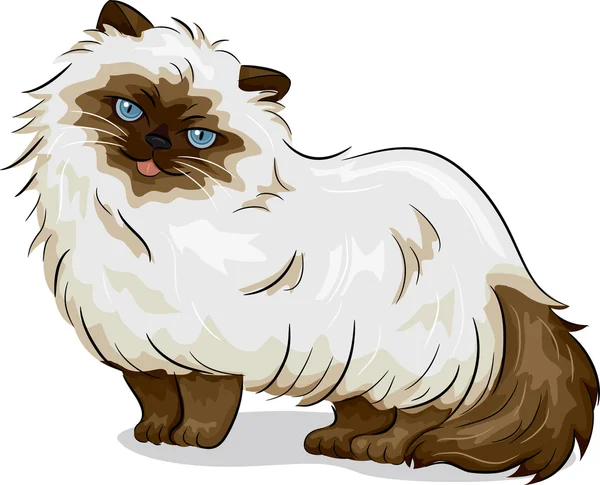 Himalayan Cat — Stock Photo, Image