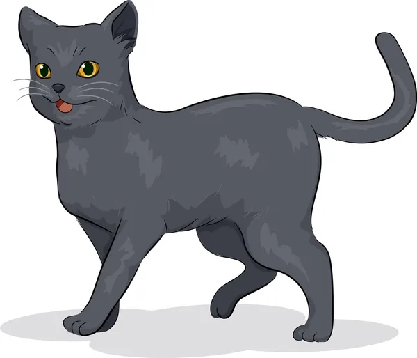 Russian Blue Cat — Stock Photo, Image