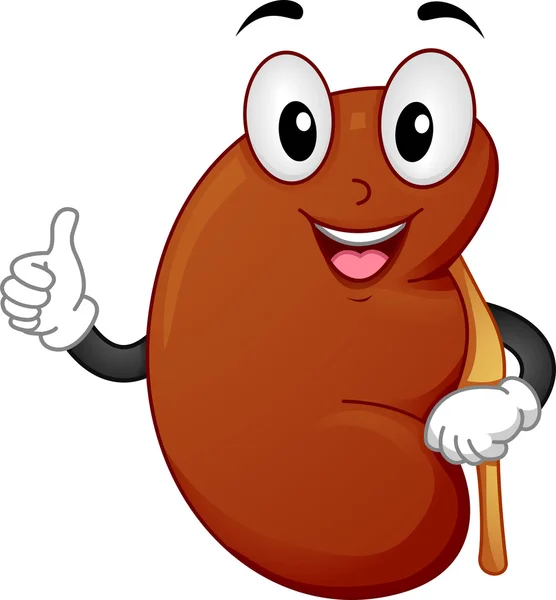 Healthy Kidney — Stock Photo, Image