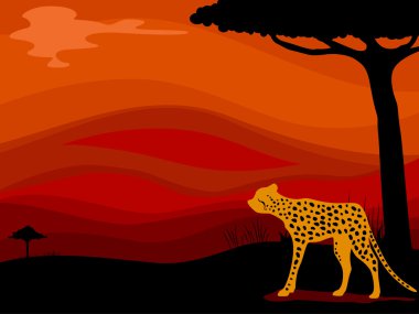 Cheetah savana arka plan