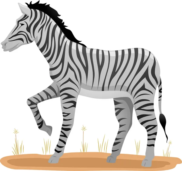 Zebra. — Fotografia de Stock