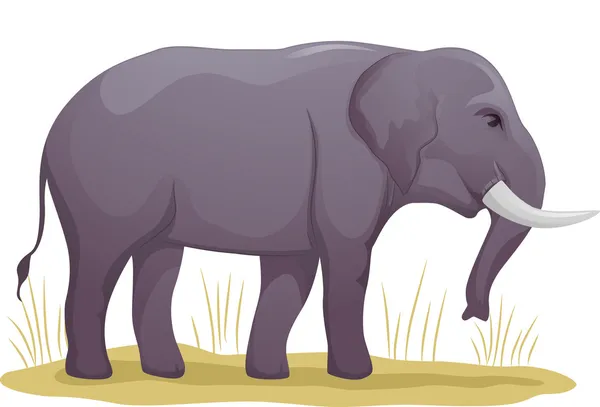 Slon pastva — Stock fotografie