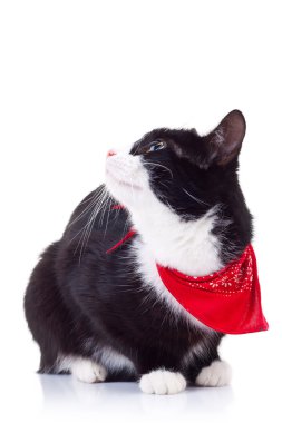 meraklı siyah beyaz kedi