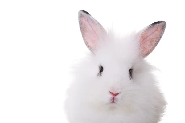 Rosto bonito de um pequeno coelho branco — Fotografia de Stock