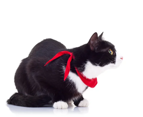 Gato blanco y negro con una bufanda roja —  Fotos de Stock