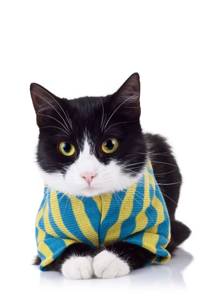 Sitzende schwarze und weiße Katze mit Kleidung — Stockfoto