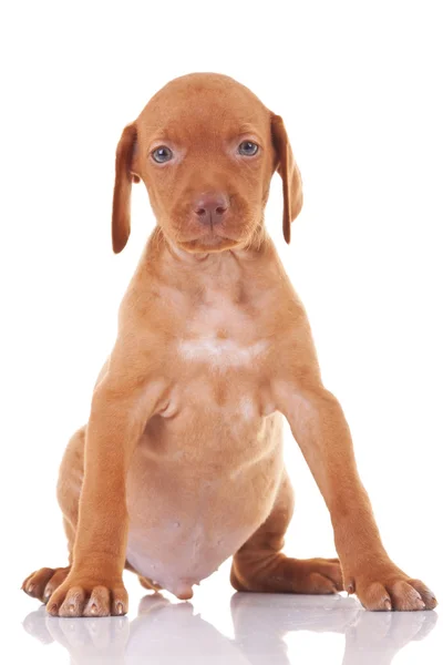 Ungarisch viszla Welpe Hund sitzend — Stockfoto