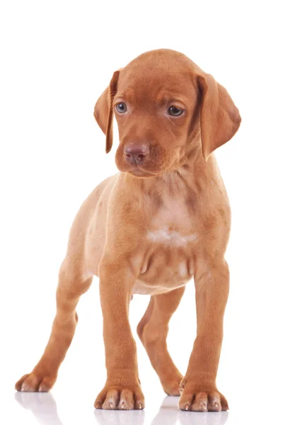 Hongaarse viszla puppy hondje — Stockfoto