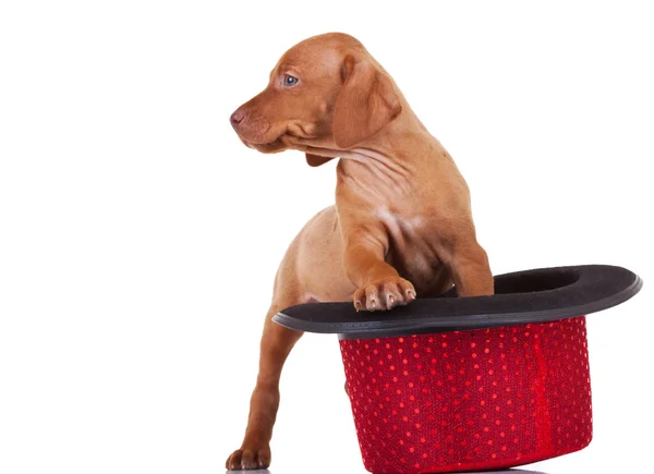 Viszla cachorro cão de pé em um chapéu de show vermelho — Fotografia de Stock